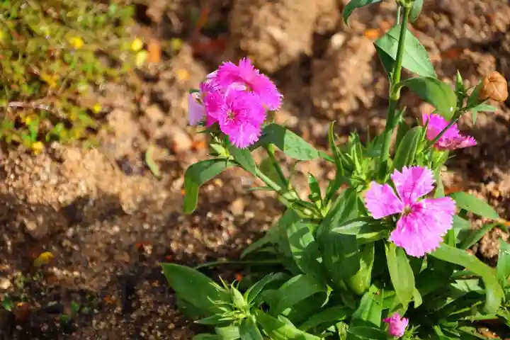 大鏑神社の庭園