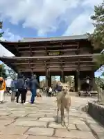 東大寺の{uncategorized: "未分類", other: "その他", undefined: "問題あり", building: "その他建物", grave: "お墓", sacred_gate: "鳥居", guardian: "狛犬", statue: "像", buddha: "仏像", history: "歴史", nature: "自然", garden: "庭園", animal: "動物", pagoda: "塔", temizu: "手水舎", mountain_gate: "山門・神門", sanctuary: "本殿・本堂", subordinate: "末社・摂社", art: "芸術", scenery: "景色", jizo: "地蔵", ema: "絵馬", goshuin: "御朱印", omikuji: "おみくじ", items: "授与品その他", amulet: "お守り", goshuincho: "御朱印帳", eats: "食事", festival: "お祭り", votive_dance: "神楽", shichigosan: "七五三参", wedding: "結婚式", experience: "体験その他", initially: "初詣", around: "周辺", anti_infection: "感染症対策"}