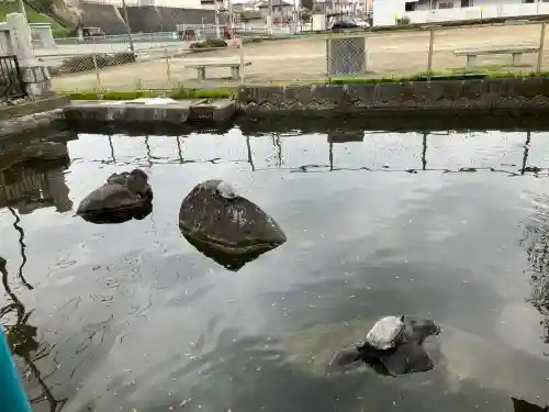 白蛇辨財天の{uncategorized: "未分類", other: "その他", undefined: "問題あり", building: "その他建物", grave: "お墓", sacred_gate: "鳥居", guardian: "狛犬", statue: "像", buddha: "仏像", history: "歴史", nature: "自然", garden: "庭園", animal: "動物", pagoda: "塔", temizu: "手水舎", mountain_gate: "山門・神門", sanctuary: "本殿・本堂", subordinate: "末社・摂社", art: "芸術", scenery: "景色", jizo: "地蔵", ema: "絵馬", goshuin: "御朱印", omikuji: "おみくじ", items: "授与品その他", amulet: "お守り", goshuincho: "御朱印帳", eats: "食事", festival: "お祭り", votive_dance: "神楽", shichigosan: "七五三参", wedding: "結婚式", experience: "体験その他", initially: "初詣", around: "周辺", anti_infection: "感染症対策"}