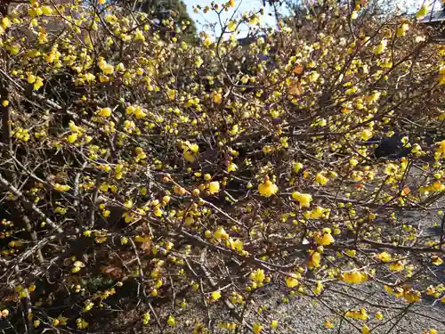 板倉雷電神社の自然