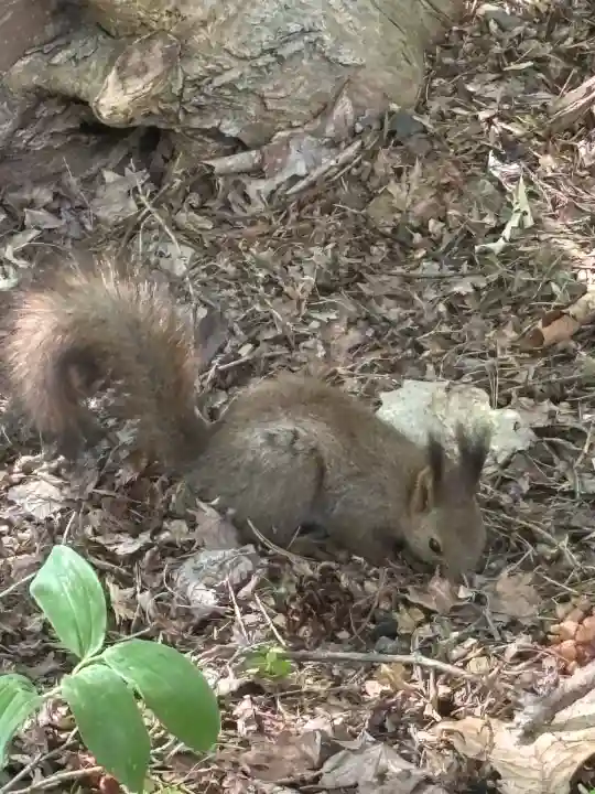 神楽神社(北海道)