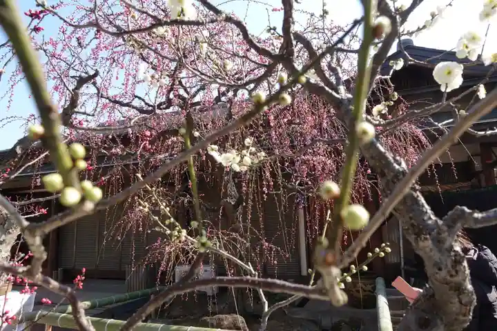 菅原天満宮(菅原神社)の自然