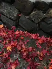 来迎寺(井戸来迎寺・紫雲山来迎寺)の自然