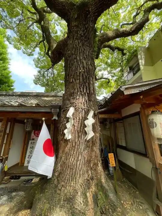 若一神社の自然