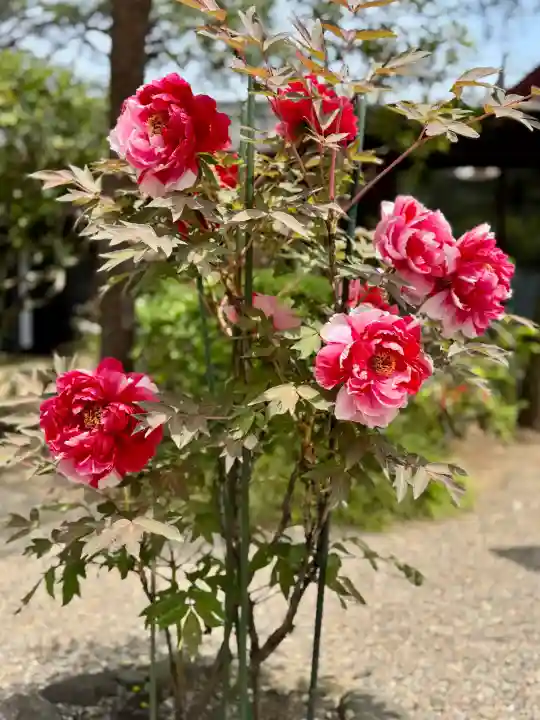 金蛇水神社の{uncategorized: "未分類", other: "その他", undefined: "問題あり", building: "その他建物", grave: "お墓", sacred_gate: "鳥居", guardian: "狛犬", statue: "像", buddha: "仏像", history: "歴史", nature: "自然", garden: "庭園", animal: "動物", pagoda: "塔", temizu: "手水舎", mountain_gate: "山門・神門", sanctuary: "本殿・本堂", subordinate: "末社・摂社", art: "芸術", scenery: "景色", jizo: "地蔵", ema: "絵馬", goshuin: "御朱印", omikuji: "おみくじ", items: "授与品その他", amulet: "お守り", goshuincho: "御朱印帳", eats: "食事", festival: "お祭り", votive_dance: "神楽", shichigosan: "七五三参", wedding: "結婚式", experience: "体験その他", initially: "初詣", around: "周辺", anti_infection: "感染症対策"}