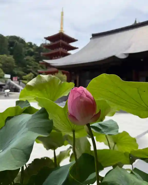 高幡不動尊 金剛寺(東京都)