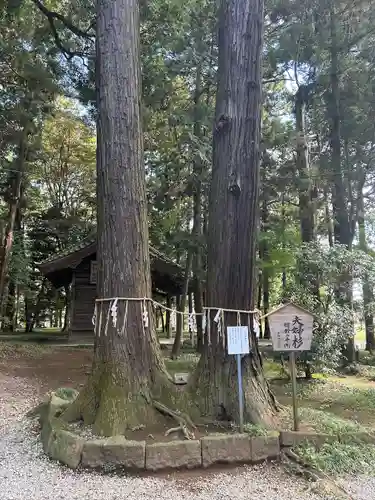 間々田八幡宮(栃木県)