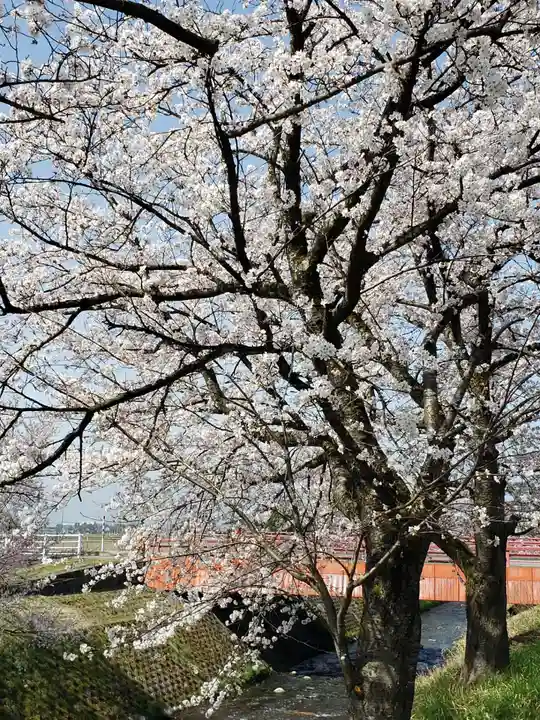 越中一宮 髙瀬神社の自然