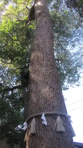 金ヶ作熊野神社(千葉県)