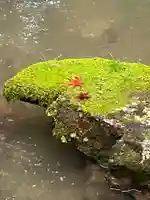 柳谷観音 楊谷寺の庭園