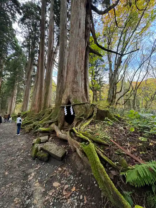 戸隠神社奥社(長野県)