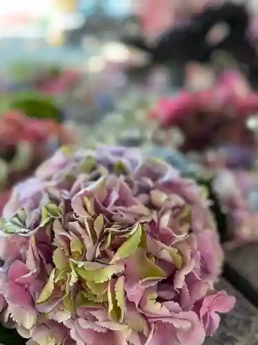 札幌諏訪神社の手水舎