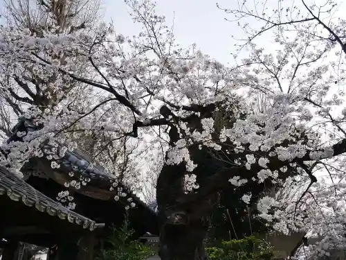 輪王寺両大師堂(寛永寺輪王殿)の自然