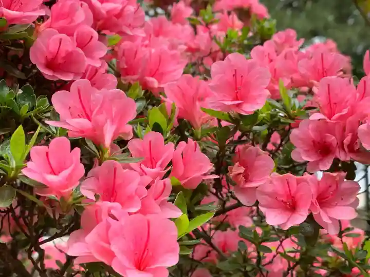 岡登霊神社(群馬県)