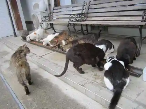 御誕生寺（猫寺）(福井県)