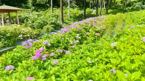 三室戸寺(京都府)