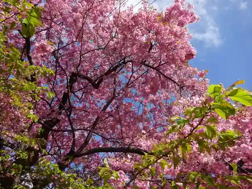川津来宮神社の自然