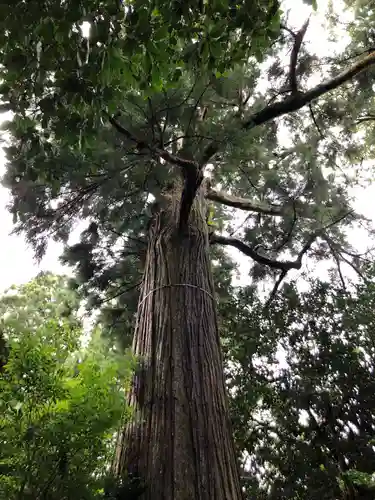須佐神社の自然