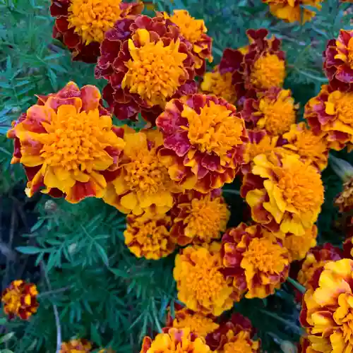 豊景神社の自然