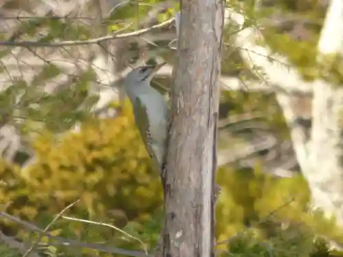 留辺蘂神社の動物