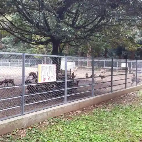 鹿島神宮の動物