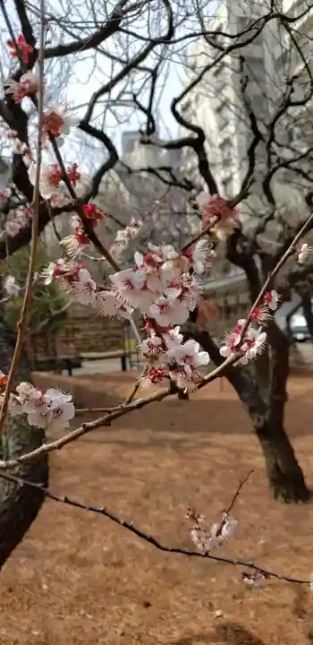 湯島天満宮の自然