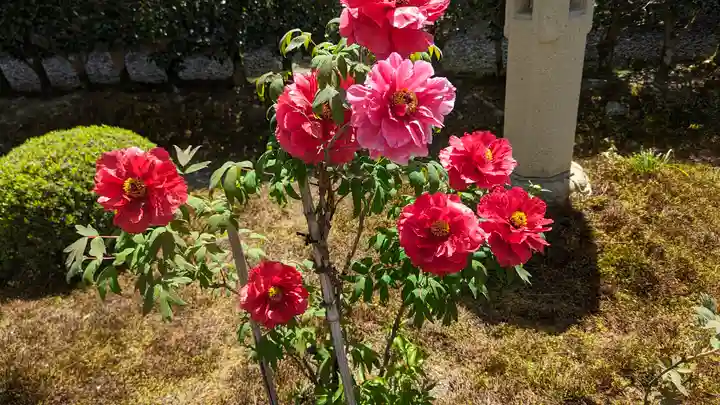 圓光寺(京都府)
