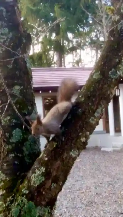 音更神社の動物