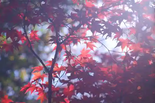 禅林寺（永観堂）(京都府)