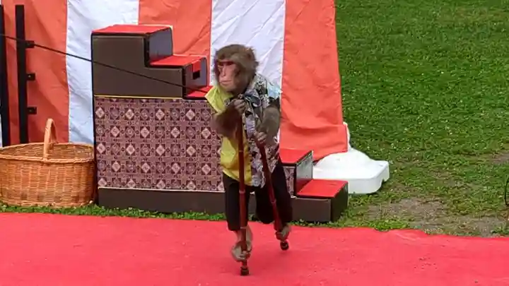 上川神社頓宮の動物