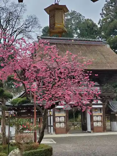 沙沙貴神社の自然