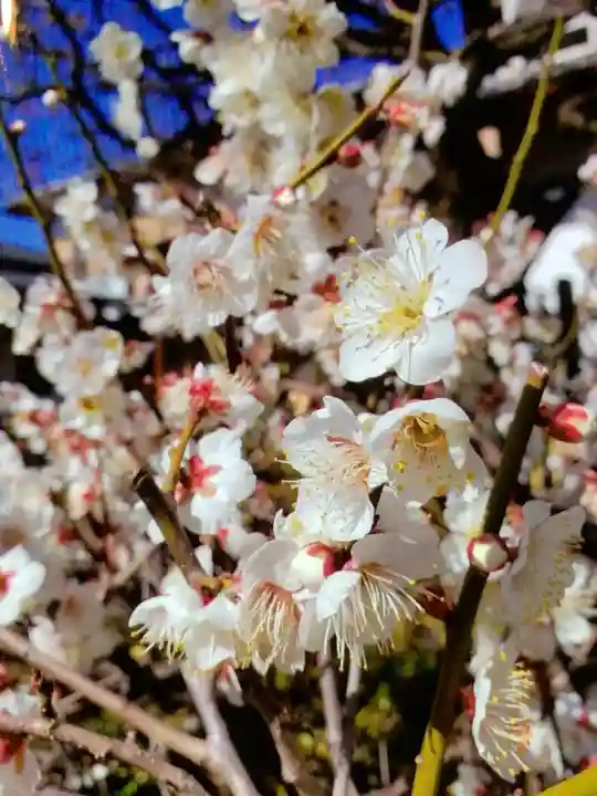 長善寺(東京都)