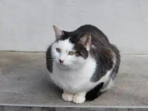 御誕生寺（猫寺）(福井県)