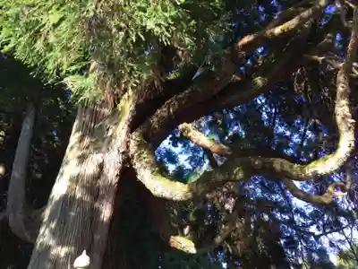 中畑神社の自然