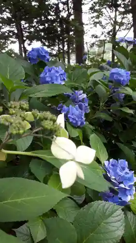 西野神社の自然