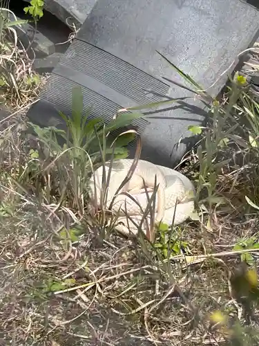 岩国白蛇神社(山口県)