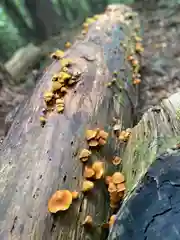 山家神社の自然