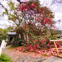 霊鑑寺門跡(京都府)