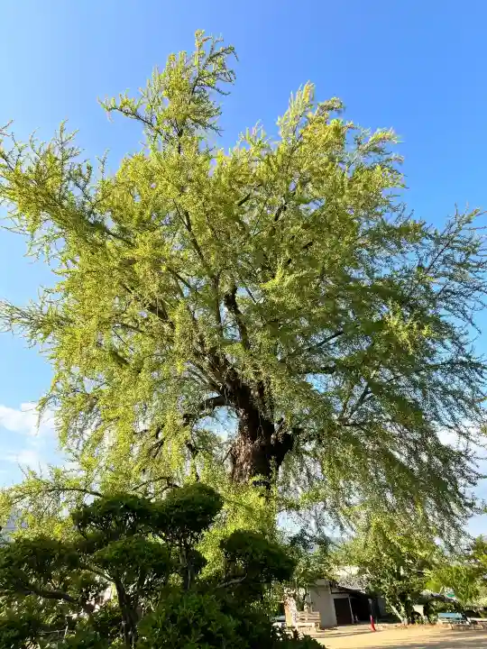 丹生酒殿神社の{uncategorized: "未分類", other: "その他", undefined: "問題あり", building: "その他建物", grave: "お墓", sacred_gate: "鳥居", guardian: "狛犬", statue: "像", buddha: "仏像", history: "歴史", nature: "自然", garden: "庭園", animal: "動物", pagoda: "塔", temizu: "手水舎", mountain_gate: "山門・神門", sanctuary: "本殿・本堂", subordinate: "末社・摂社", art: "芸術", scenery: "景色", jizo: "地蔵", ema: "絵馬", goshuin: "御朱印", omikuji: "おみくじ", items: "授与品その他", amulet: "お守り", goshuincho: "御朱印帳", eats: "食事", festival: "お祭り", votive_dance: "神楽", shichigosan: "七五三参", wedding: "結婚式", experience: "体験その他", initially: "初詣", around: "周辺", anti_infection: "感染症対策"}