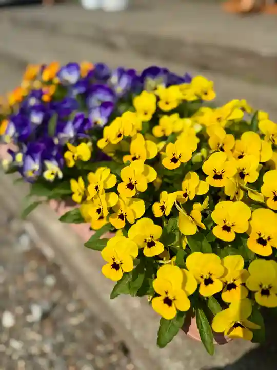 伊達神社(北海道)