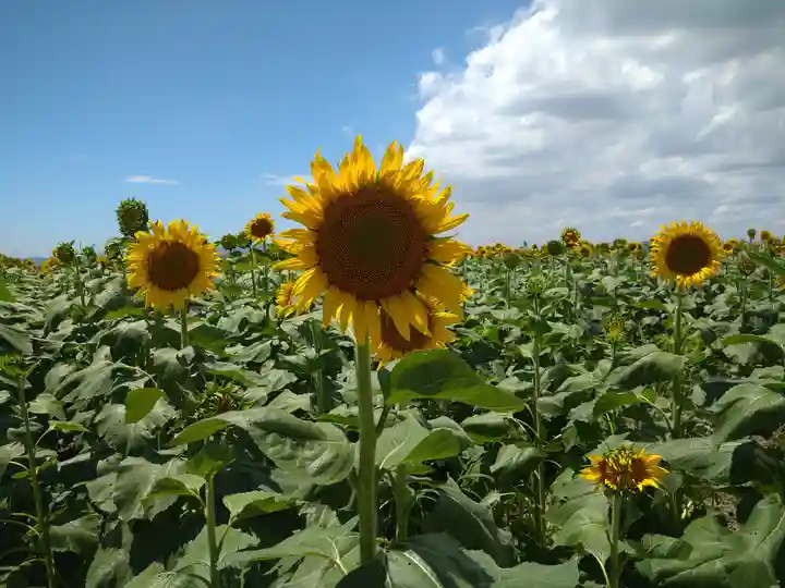 道通神社の周辺
