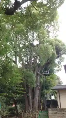 渋谷氷川神社(東京都)