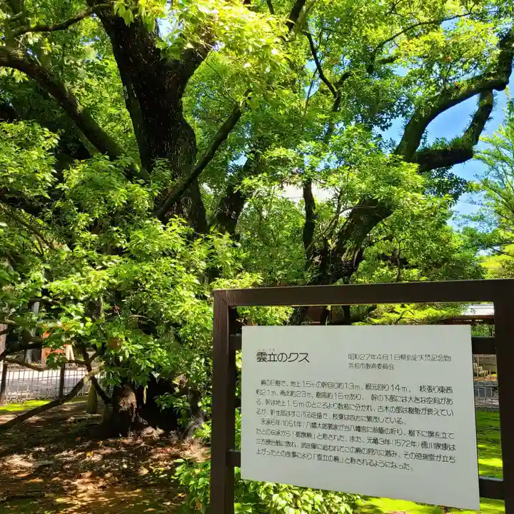 浜松八幡宮の自然