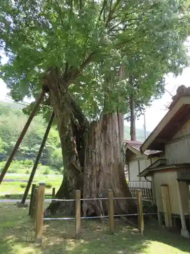 旗挙八幡宮の自然