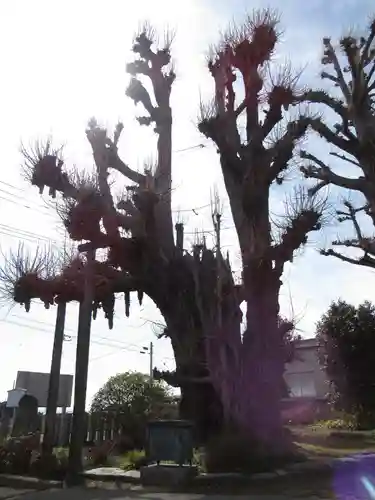 新長谷寺（八町観音）の自然