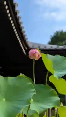 法金剛院(京都府)