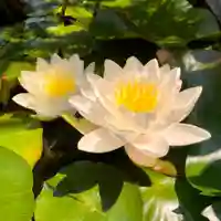 真言宗 善通寺派 薬王寺(香川県)