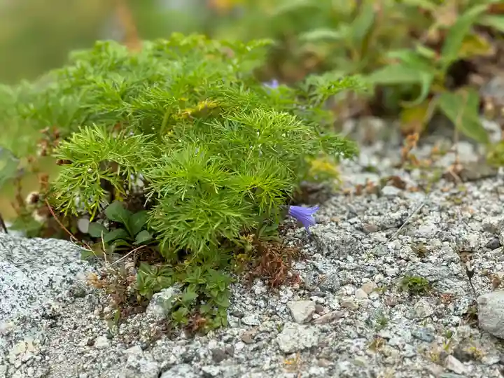 雄山神社峰本社の自然