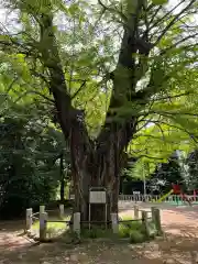 赤坂氷川神社の自然