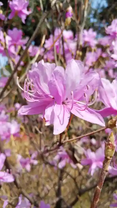 長谷寺(神奈川県)